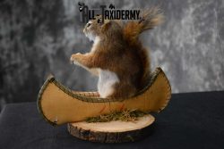 Red Squirrel in Canoe Taxidermy mount for sale SKU 1748 - Image 2