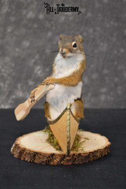 Red Squirrel in Canoe Taxidermy mount for sale SKU 1749