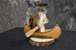 Red Squirrel in Canoe Taxidermy mount for sale SKU 1749 - Image 3