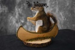 Red Squirrel in Canoe Taxidermy mount for sale SKU 1749 - Image 2