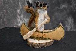 Red Squirrel in Canoe Taxidermy mount for sale SKU 1750 - Image 3