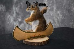 Red Squirrel in Canoe Taxidermy mount for sale SKU 1750 - Image 2
