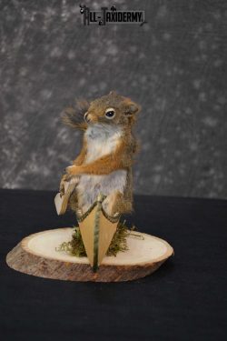 Red Squirrel in Canoe Taxidermy mount for sale SKU 1751