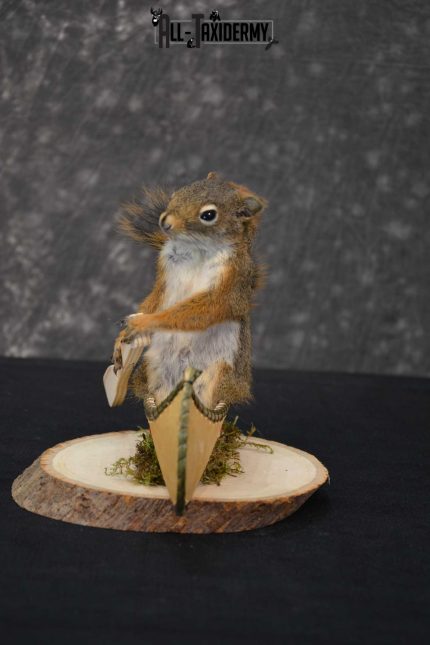 Red Squirrel in Canoe Taxidermy mount for sale SKU 1751