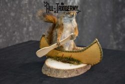 Red Squirrel in Canoe Taxidermy mount for sale SKU 1751 - Image 3