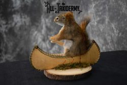 Red Squirrel in Canoe Taxidermy mount for sale SKU 1751 - Image 2