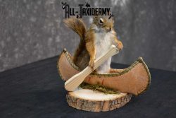 Red Squirrel in Canoe Taxidermy mount for sale SKU 1752 - Image 3