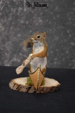 Red Squirrel in Canoe Taxidermy mount for sale SKU 1753