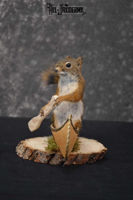 Red Squirrel in Canoe Taxidermy mount for sale SKU 1753