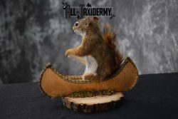 Red Squirrel in Canoe Taxidermy mount for sale SKU 1753 - Image 2