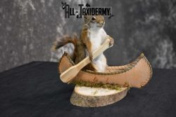 Red Squirrel in Canoe Taxidermy mount for sale SKU 1754 - Image 3