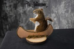 Red Squirrel in Canoe Taxidermy mount for sale SKU 1754 - Image 2