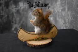 Red Squirrel in Canoe Taxidermy mount for sale SKU 1756 - Image 2
