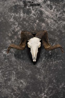 Arapawa New zealand Ram european skull taxidermy for sale SKU 1770