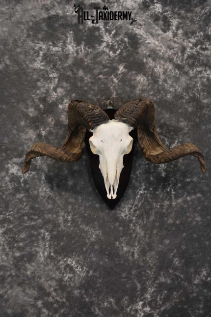 Arapawa New zealand Ram european skull taxidermy for sale SKU 1770
