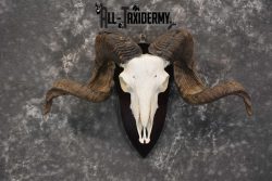 Arapawa New zealand Ram european skull taxidermy for sale SKU 1770 - Image 6