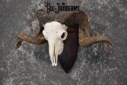 Arapawa New zealand Ram european skull taxidermy for sale SKU 1770 - Image 5