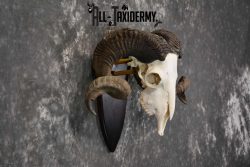 Arapawa New zealand Ram european skull taxidermy for sale SKU 1770 - Image 2
