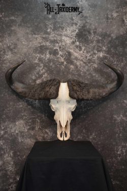 Cape Buffalo Skull Taxidermy for sale SKU 1762