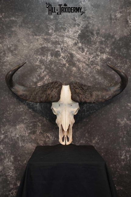 Cape Buffalo Skull Taxidermy for sale SKU 1762