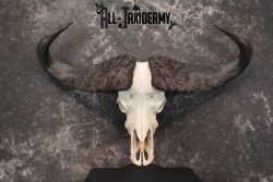 Cape Buffalo Skull Taxidermy for sale SKU 1762 - Image 6