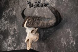 Cape Buffalo Skull Taxidermy for sale SKU 1762 - Image 4