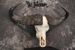 Cape Buffalo Skull Taxidermy for sale SKU 1762 - Image 3