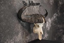 Cape Buffalo Skull Taxidermy for sale SKU 1762 - Image 2