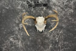 Whitetail Deer European Taxidermy mount for sale SKU 1037 - Image 2