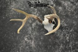 Whitetail Deer European Taxidermy mount for sale SKU 1039 - Image 2