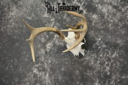 Whitetail Deer European Taxidermy mount for sale SKU 1037 - Image 3