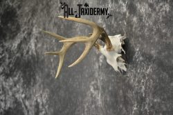 Whitetail Deer European Taxidermy mount for sale SKU 1037 - Image 4