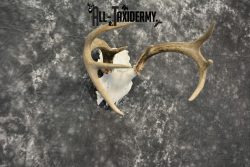 Whitetail Deer European Taxidermy mount for sale SKU 1037 - Image 5