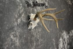 Whitetail Deer European Taxidermy mount for sale SKU 1037 - Image 6