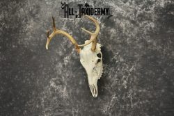 Whitetail Deer European Taxidermy mount for sale SKU 1036 - Image 3