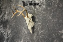 Whitetail Deer European Taxidermy mount for sale SKU 1036 - Image 4