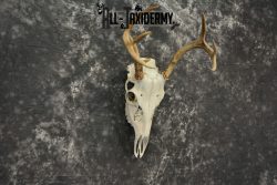 Whitetail Deer European Taxidermy mount for sale SKU 1036 - Image 5