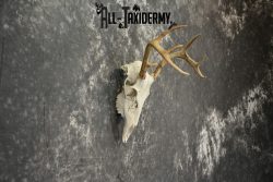 Whitetail Deer European Taxidermy mount for sale SKU 1036 - Image 6