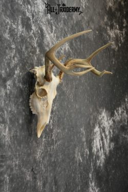 Whitetail Deer European Taxidermy mount for sale SKU 1032 - Image 2