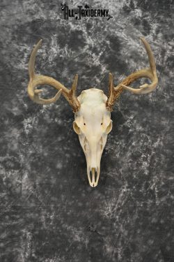 Whitetail Deer European Taxidermy mount for sale SKU 1032 - Image 3