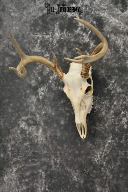 Whitetail Deer European Taxidermy mount for sale SKU 1032 - Image 4