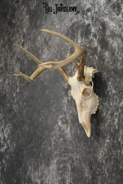 Whitetail Deer European Taxidermy mount for sale SKU 1032 - Image 5