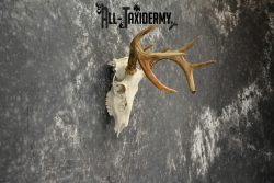 Whitetail Deer European Taxidermy mount for sale SKU 1038 - Image 2