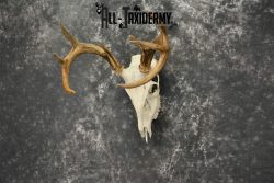 Whitetail Deer European Taxidermy mount for sale SKU 1038 - Image 4