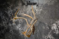 Caribou Antlers skull plaque taxidermy for sale SKU 1026 - Image 3