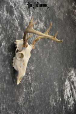 Whitetail Deer European Taxidermy mount for sale SKU 1033 - Image 2