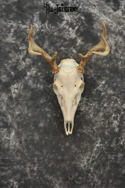Whitetail Deer European Taxidermy mount for sale SKU 1033 - Image 3