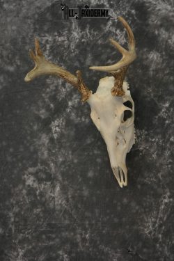 Whitetail Deer European Taxidermy mount for sale SKU 1033 - Image 4