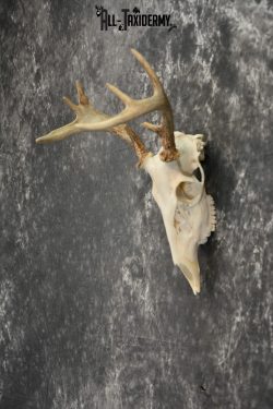 Whitetail Deer European Taxidermy mount for sale SKU 1033 - Image 5
