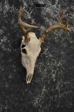 Whitetail Deer European Taxidermy mount for sale SKU 1033 - Image 6